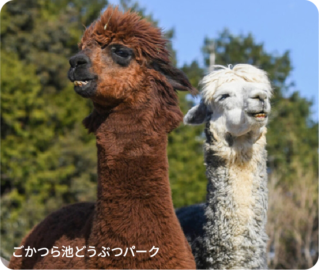 ごかつら池どうぶつパーク