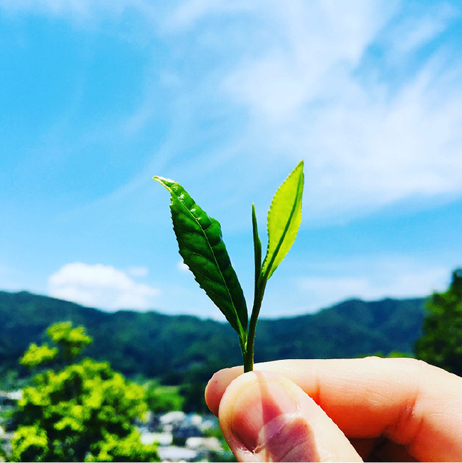 阪神日本茶フェス